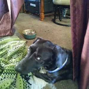 Meet your Posher, Janis